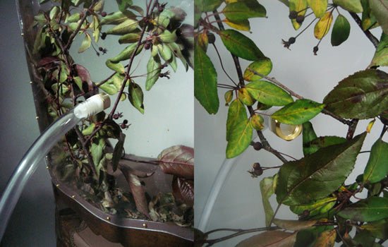 Verwelkom het insectenrijk - gimmii