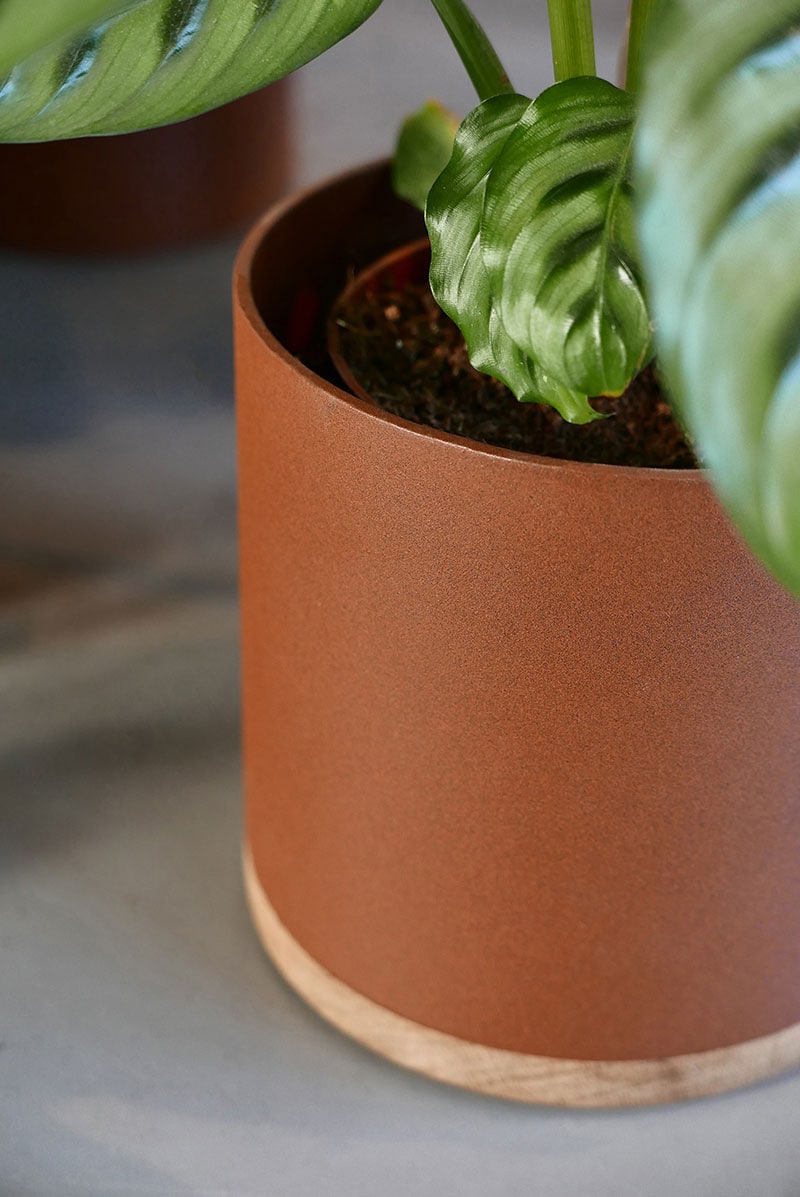 Plant Collector (Set) - gimmiigimmii