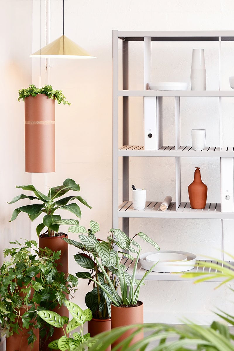 Plant Collector (Small-Medium-Large) - gimmiigimmii