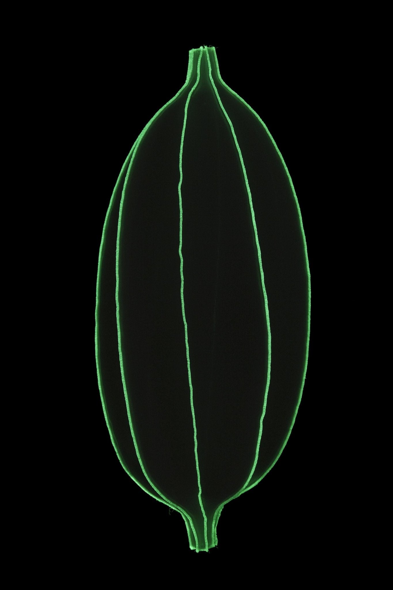 Radiolaria hanglamp - Discomedusa adulta - gimmiiBernotat&Co