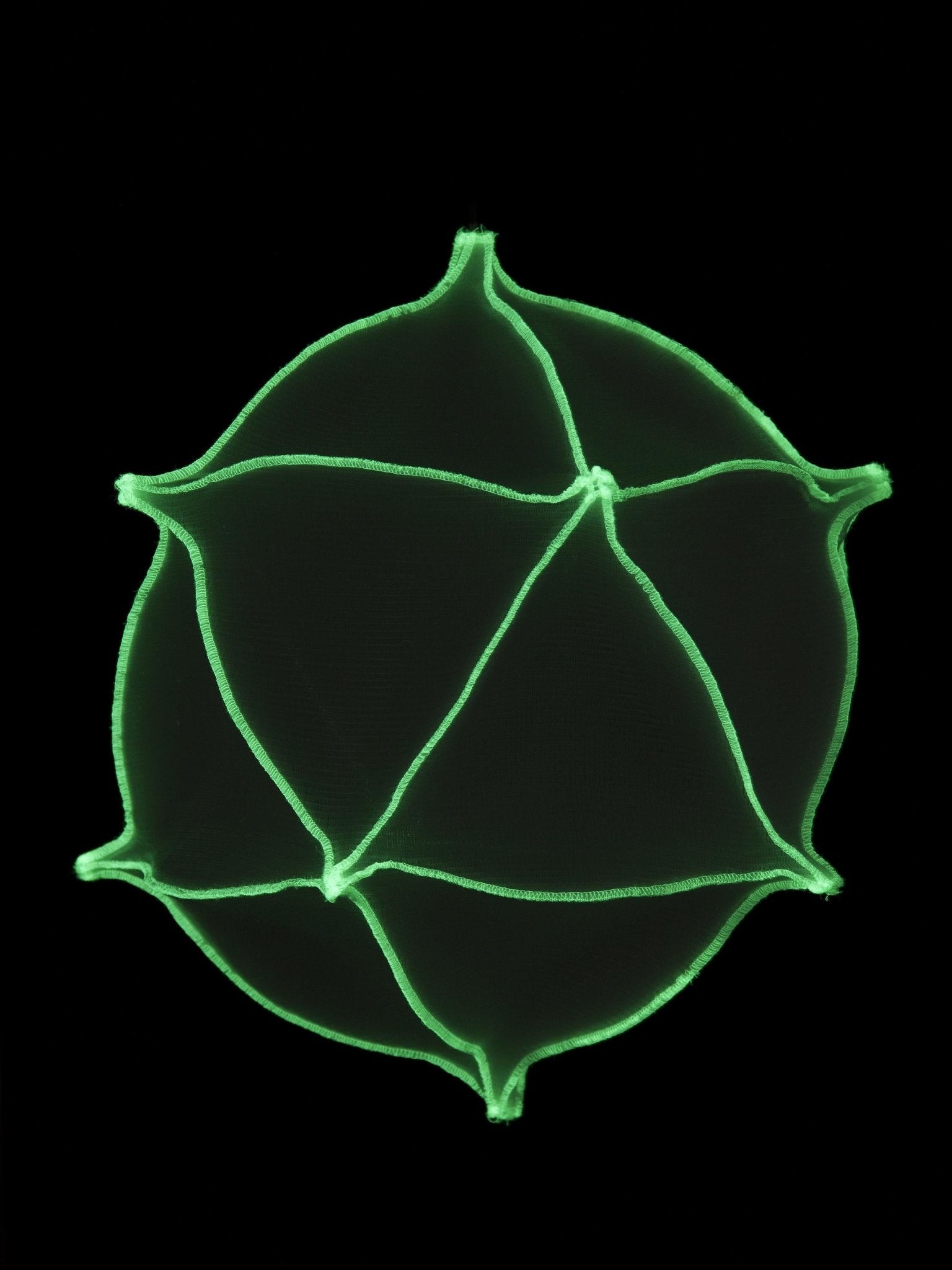 Radiolaria - Metamorphosus lucidus (reversus) - gimmiigimmii