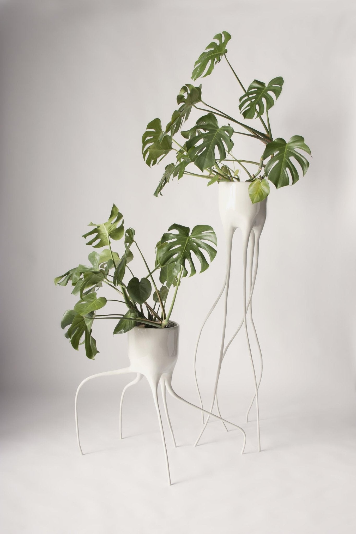 Monstera Magnifica en Monstera Fugiens prikkelen de fantasie - gimmii