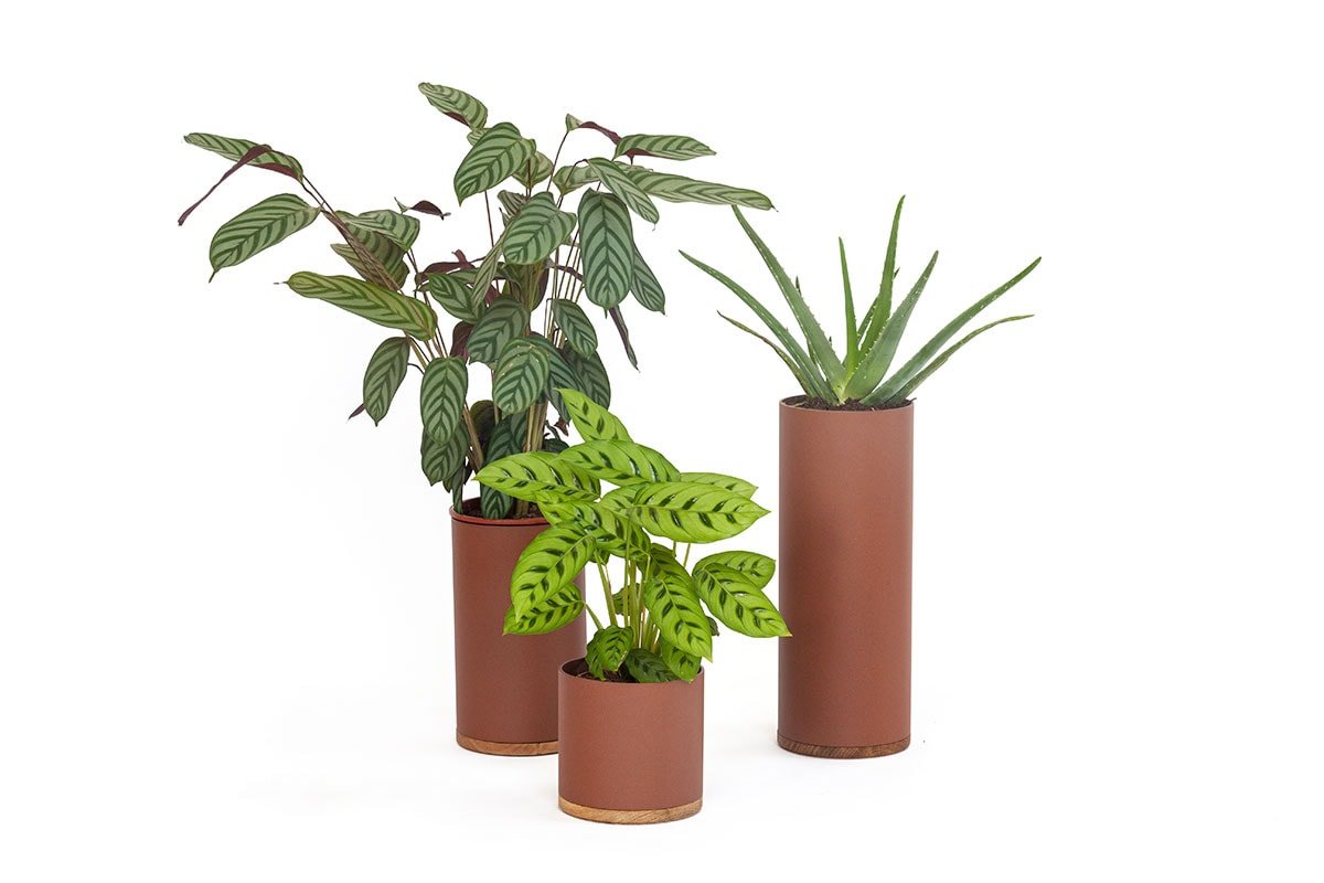 Plant Collector (Set) - gimmiigimmii